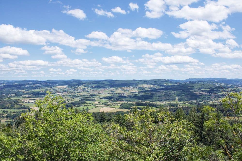 71220 SUIN FLICK MICHEL CIRODEE 9.jpg